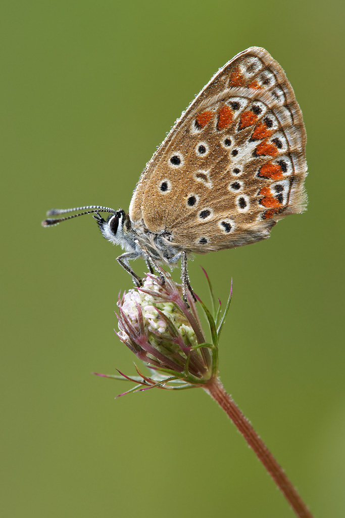 Polyommatus