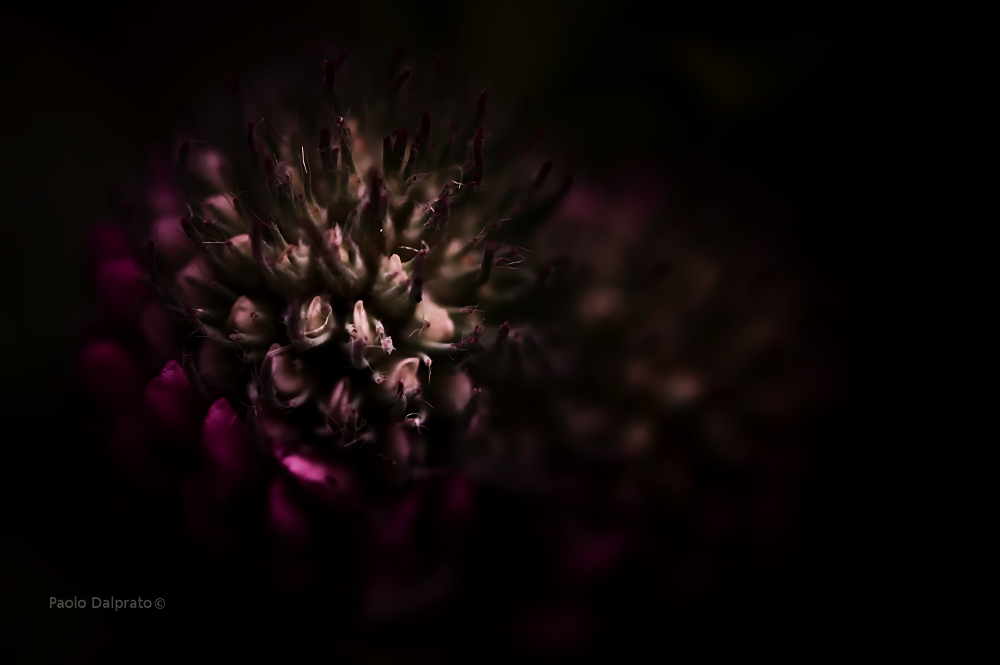 Non faccio foto di fiori