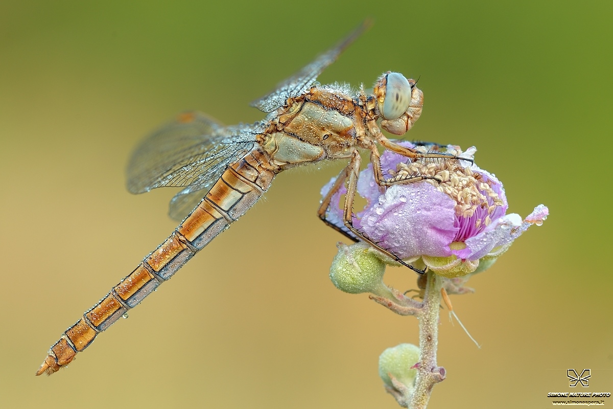Orthetrum.....