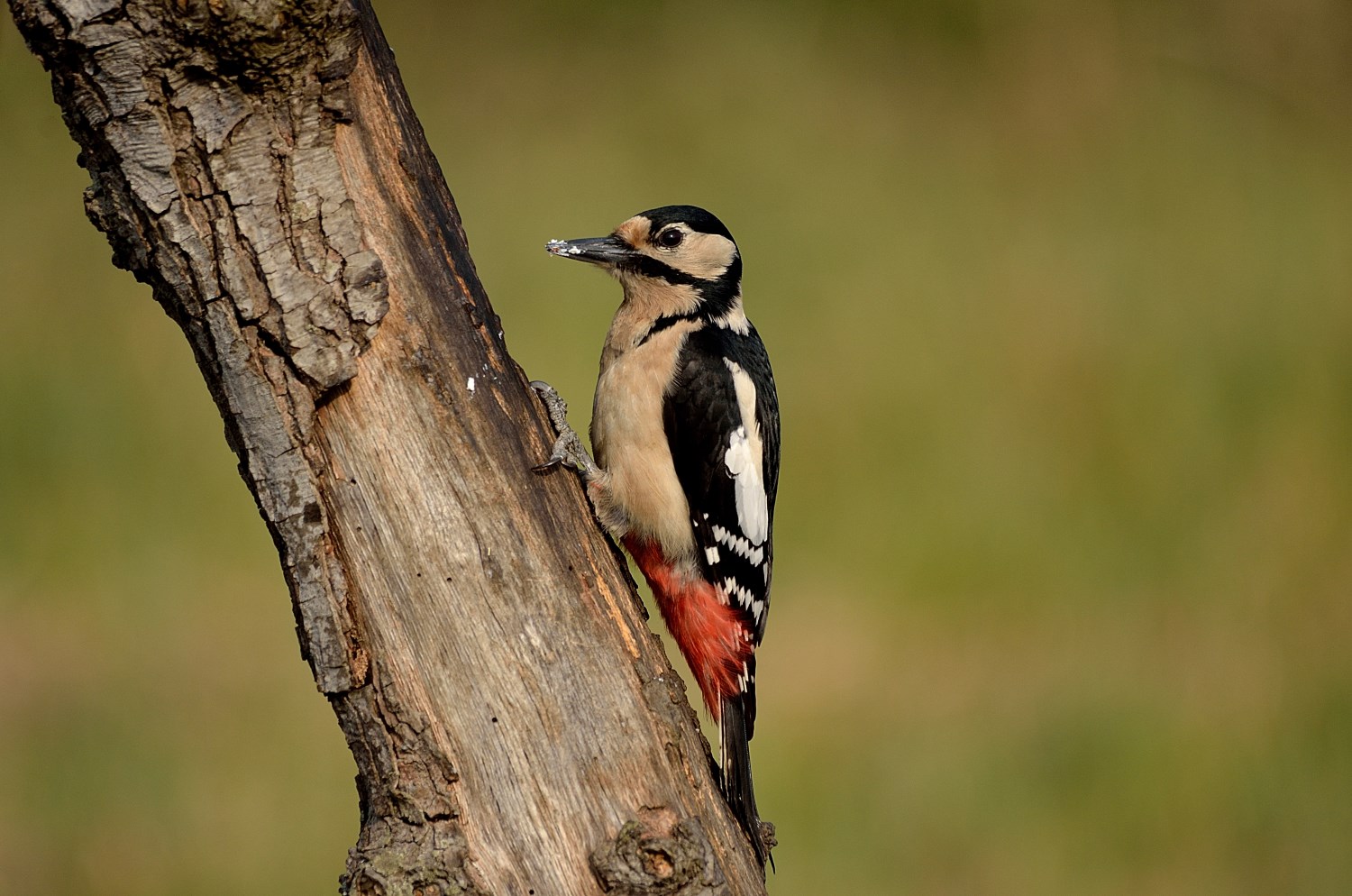 PICCHIO ROSSO MAGGIORE