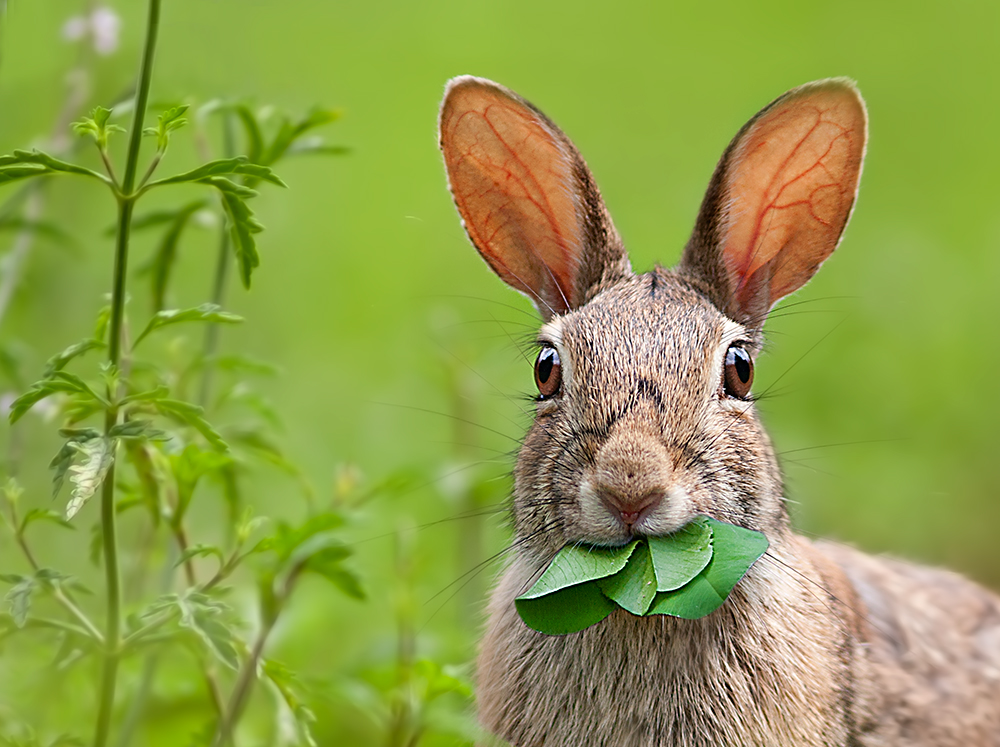 possibile che qui non si possa fare colazione in pace?