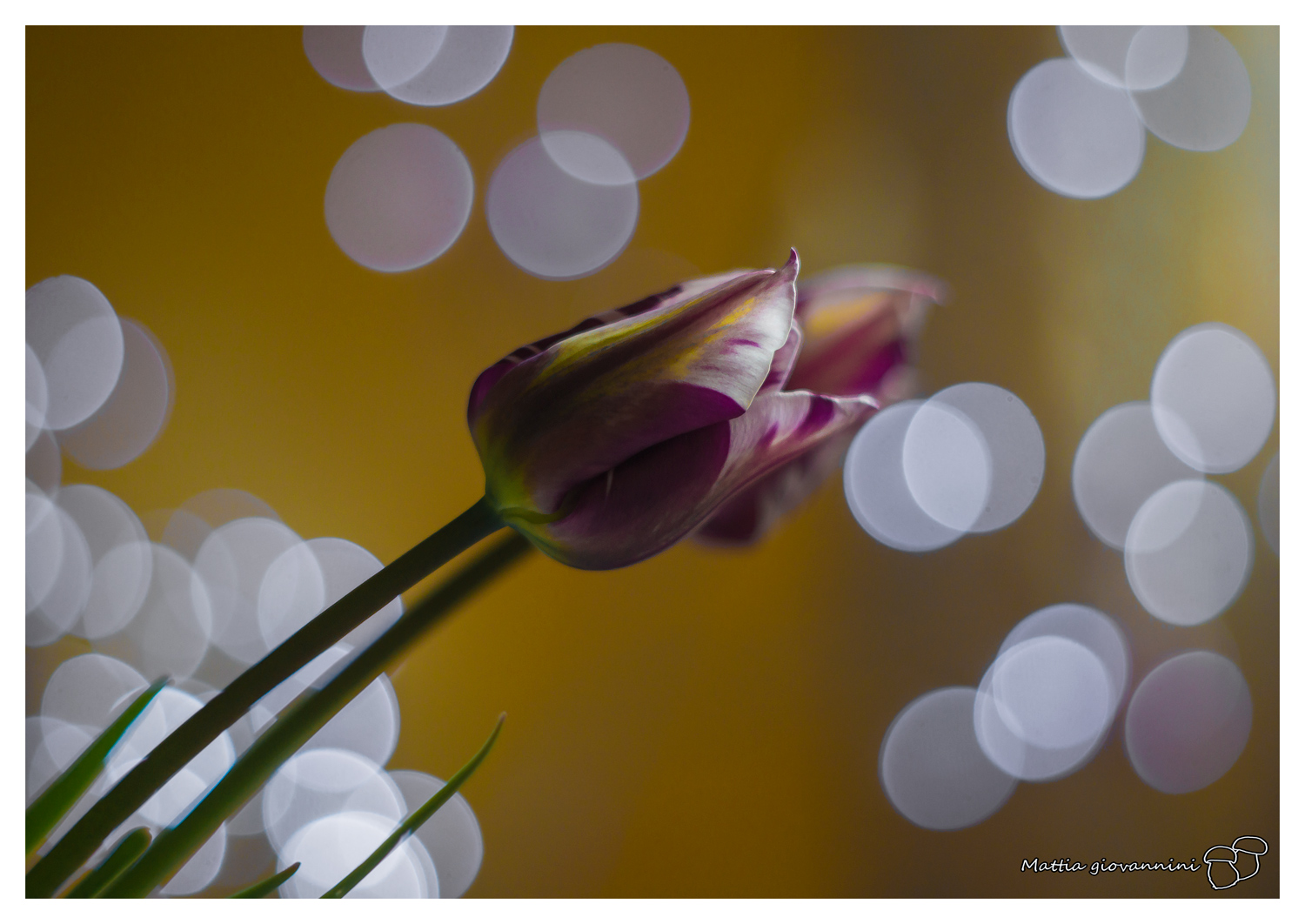 Tulipano e bokeh