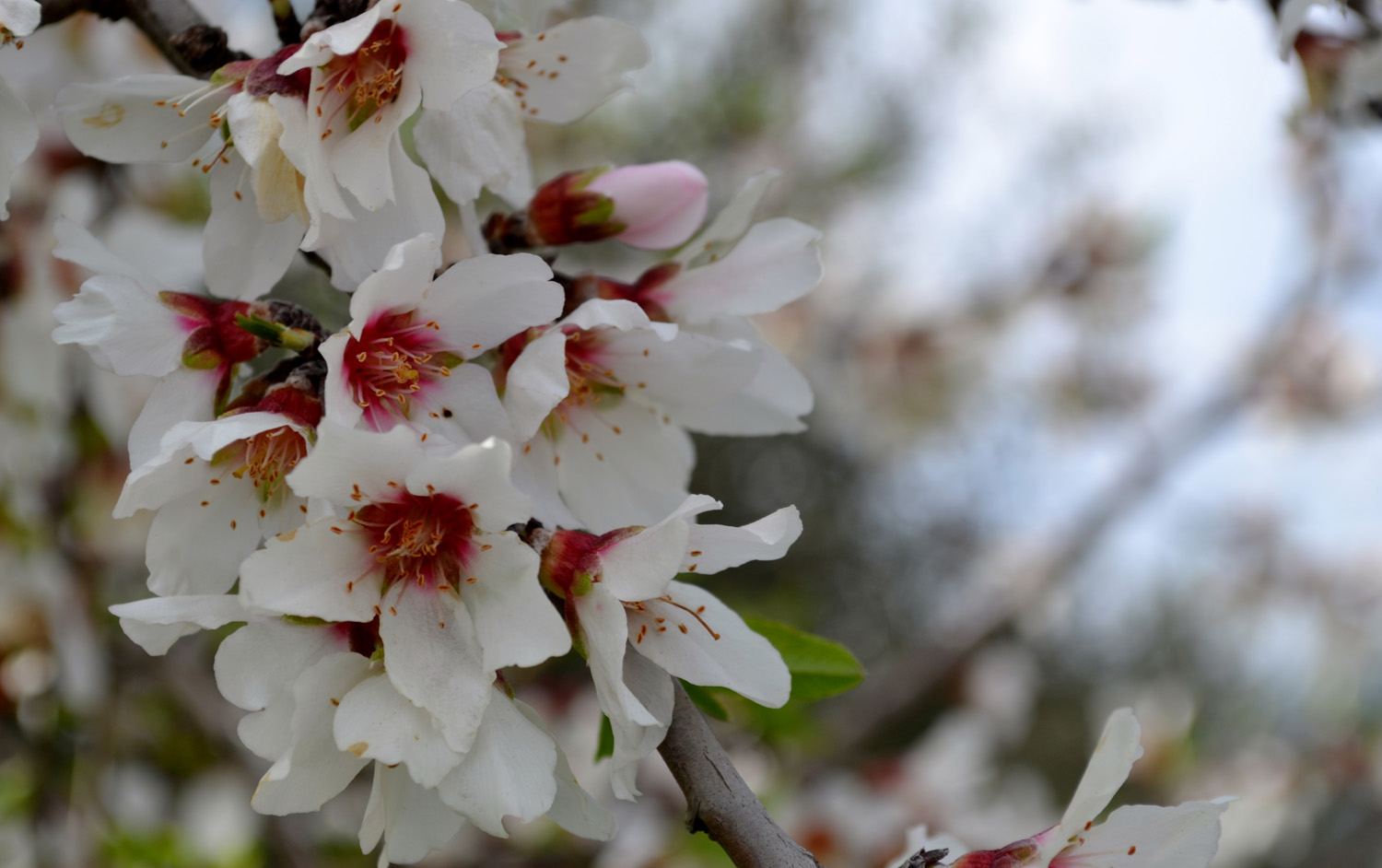 Potranno tagliare tutti i fiori, ma non fermeranno mai la Primavera!
