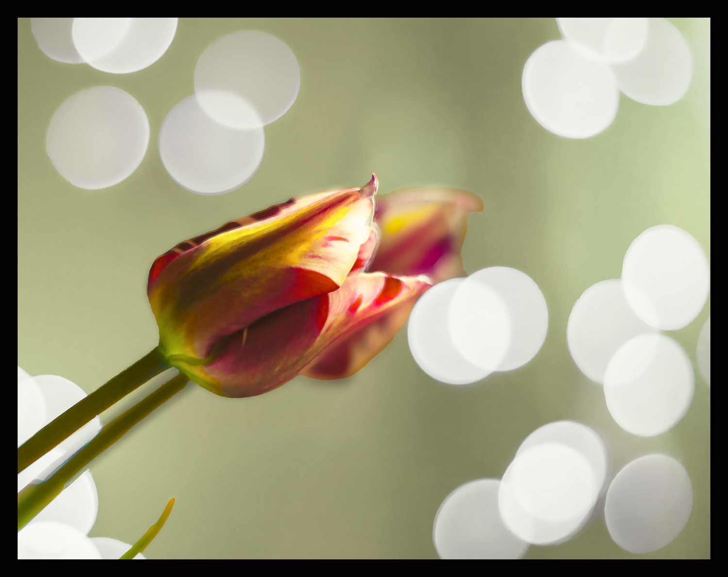 Tulipano e bokeh 2