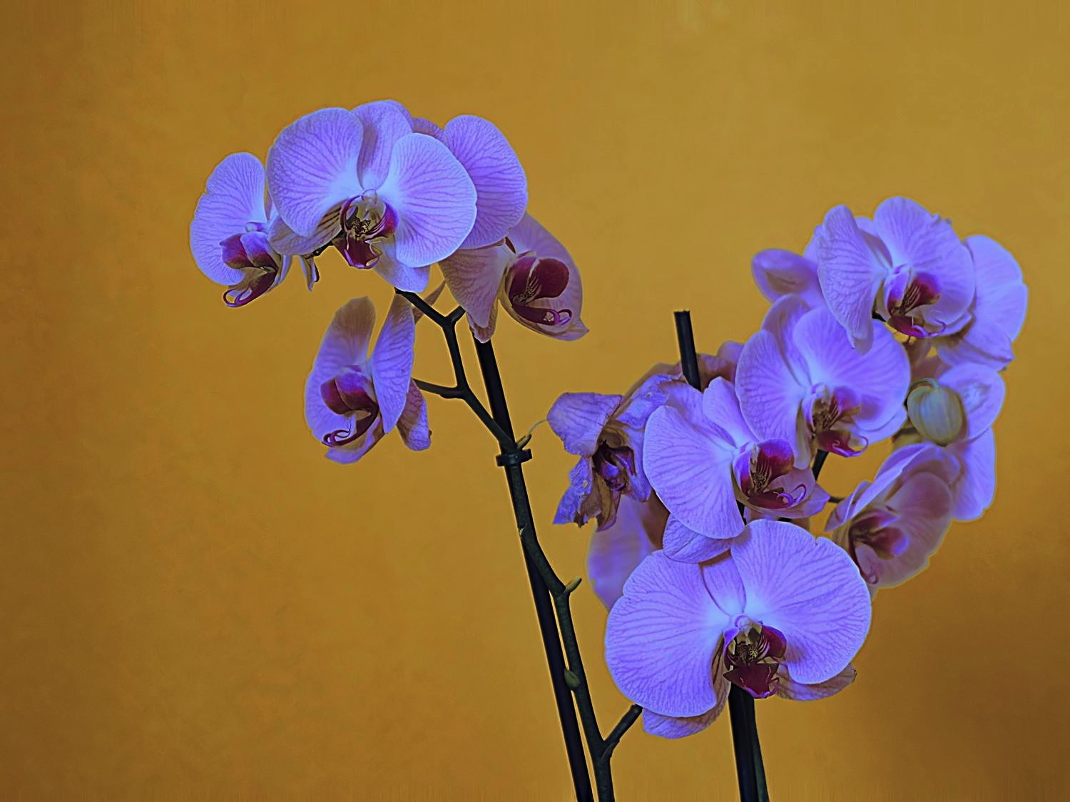 Orchidea in fiore