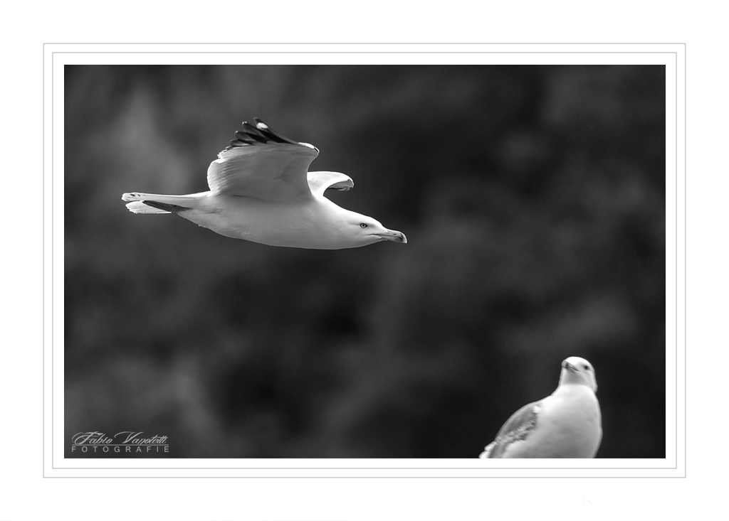 ::: A T T E N Z I O N E... :::