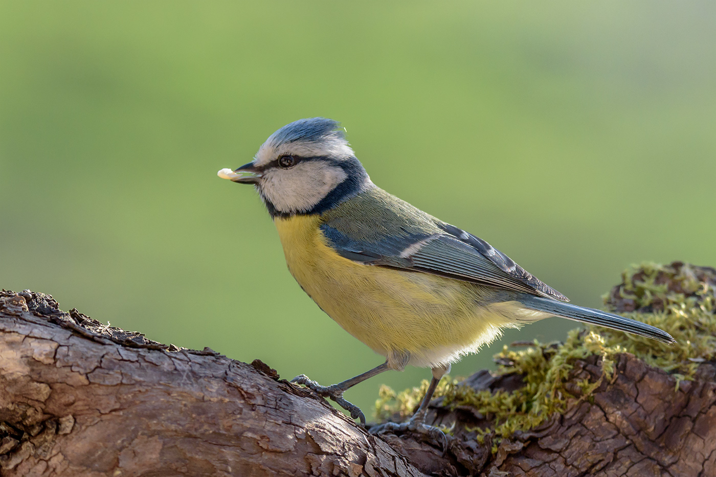 Contest - 405 Free4U