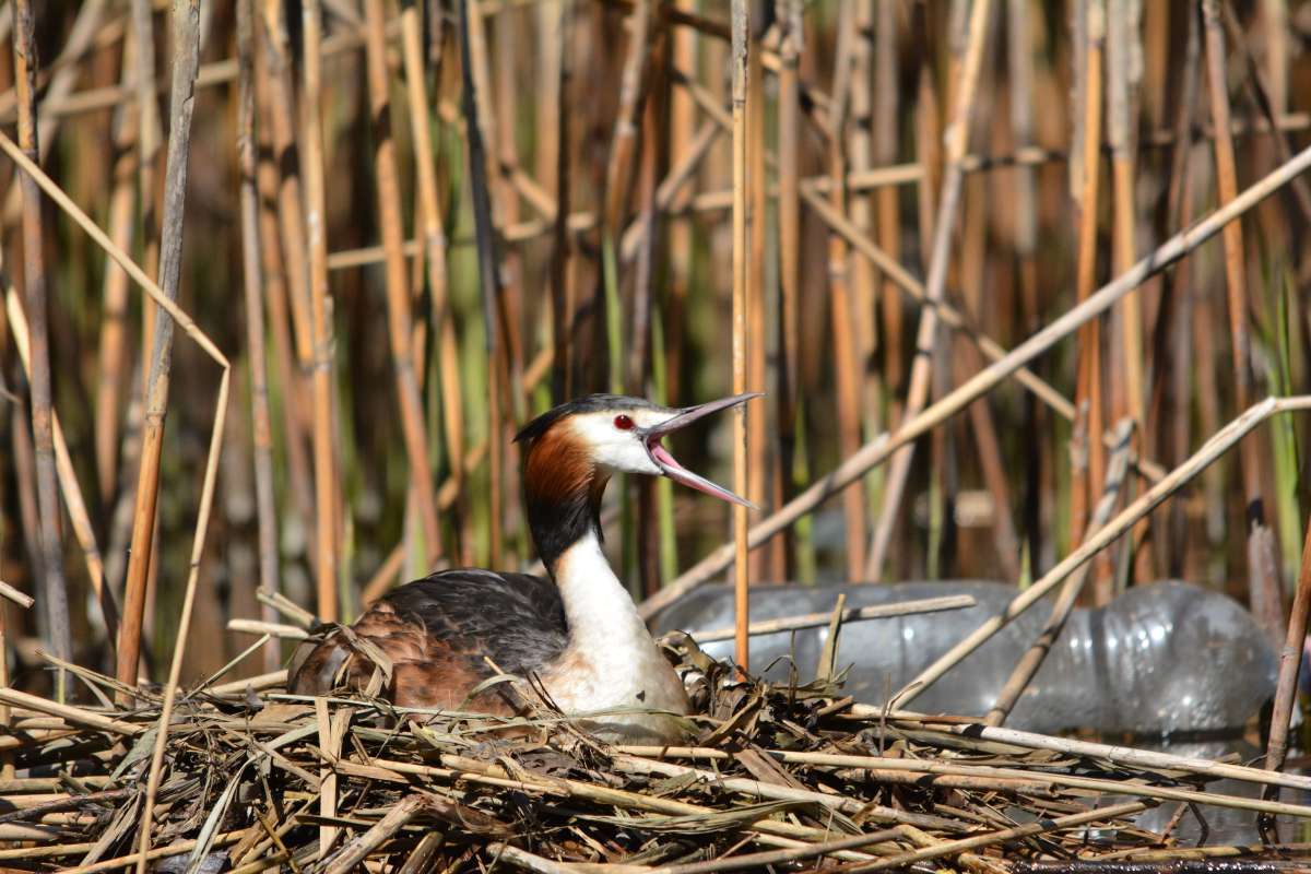 foto denuncia contro l'inquinamento