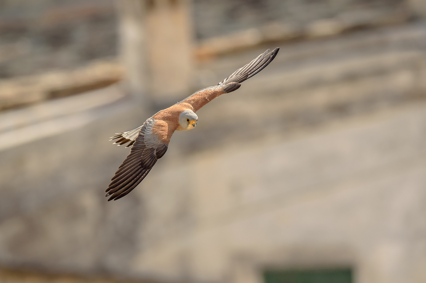 Il grillaio sui Sassi