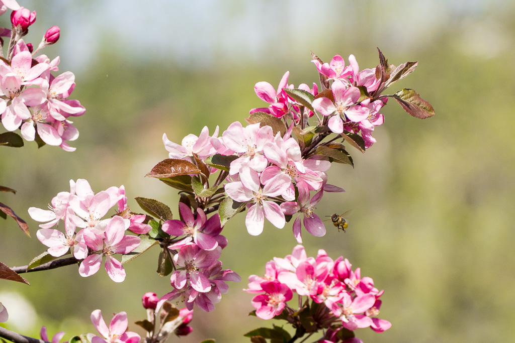 Welcome Spring!