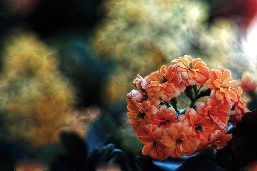 Grassa � bello .....