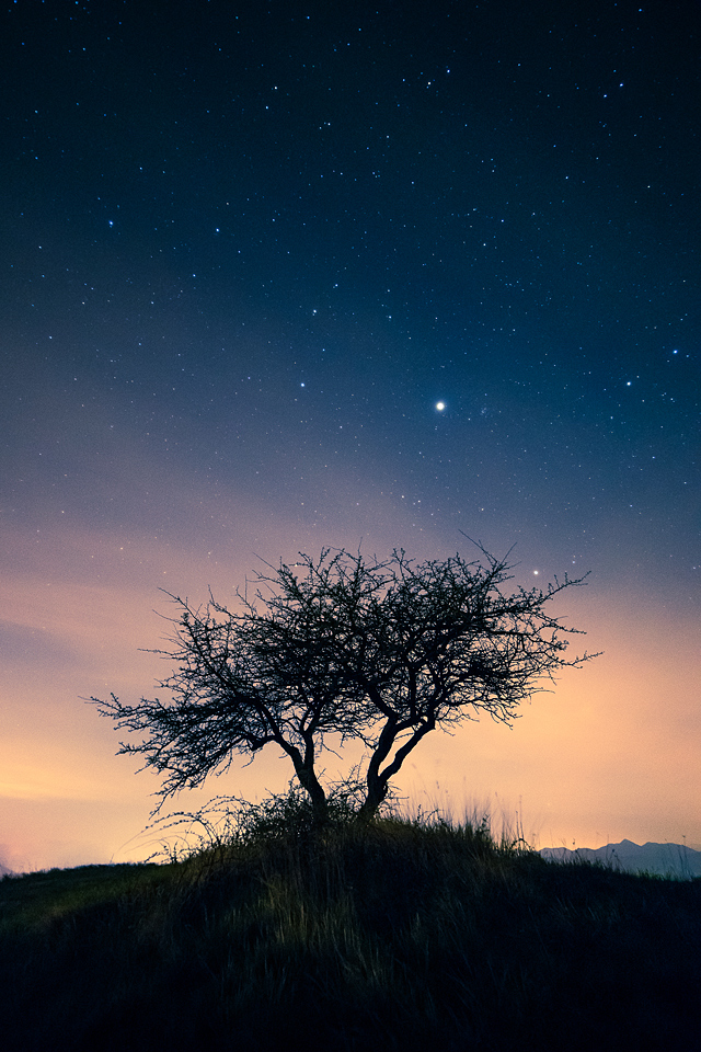 l'albero e le stelle