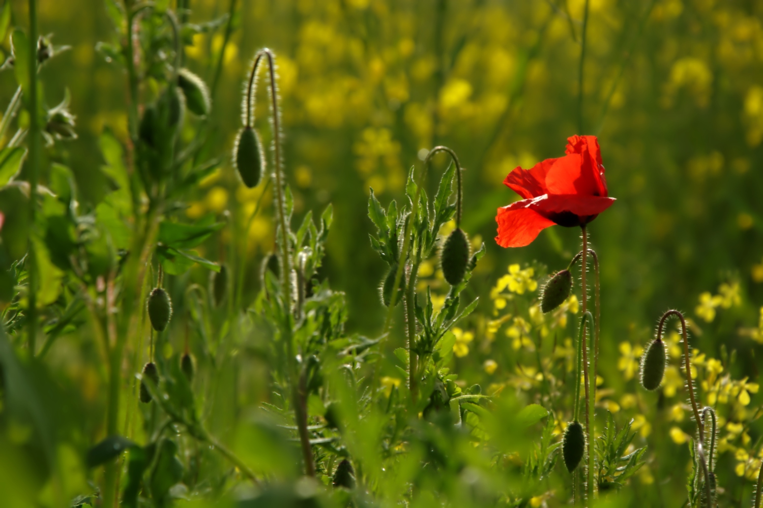 Sono arrivato primo......
