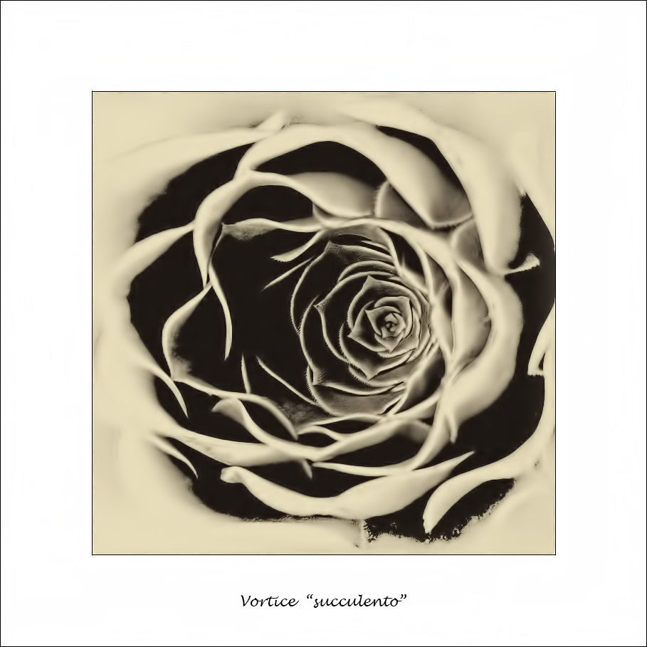 Vortice succulento