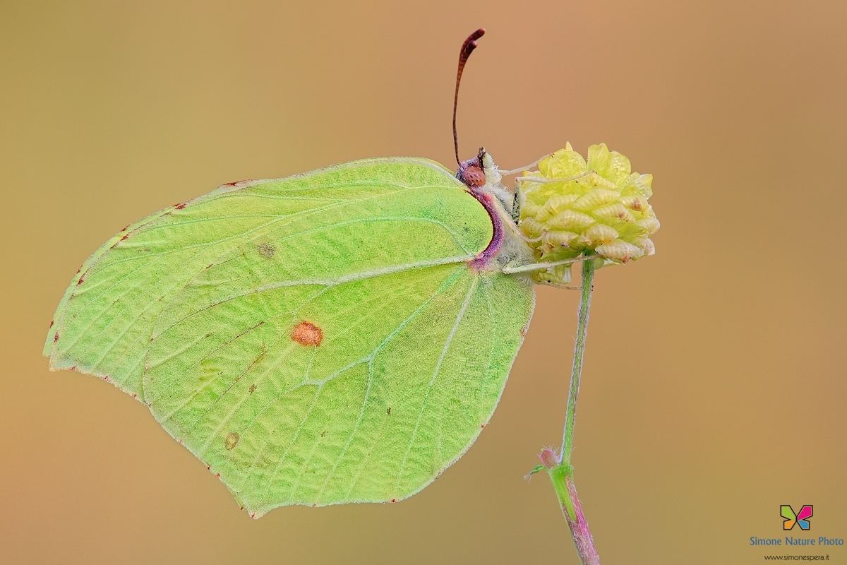 Gonepteryx rhamni.....