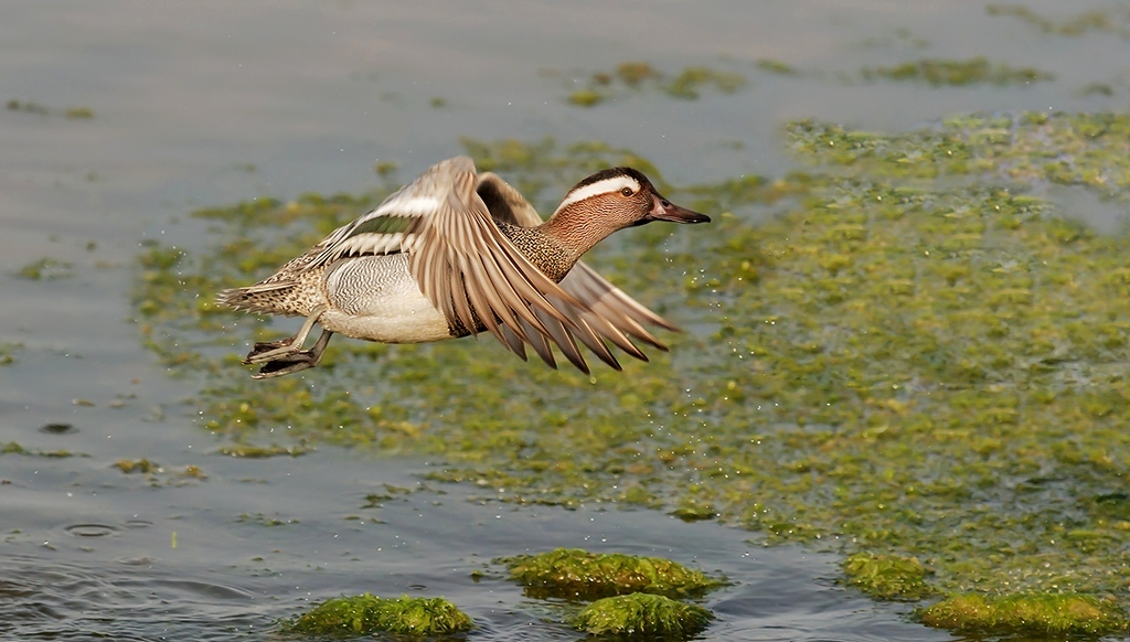 Marzaiola in volo...