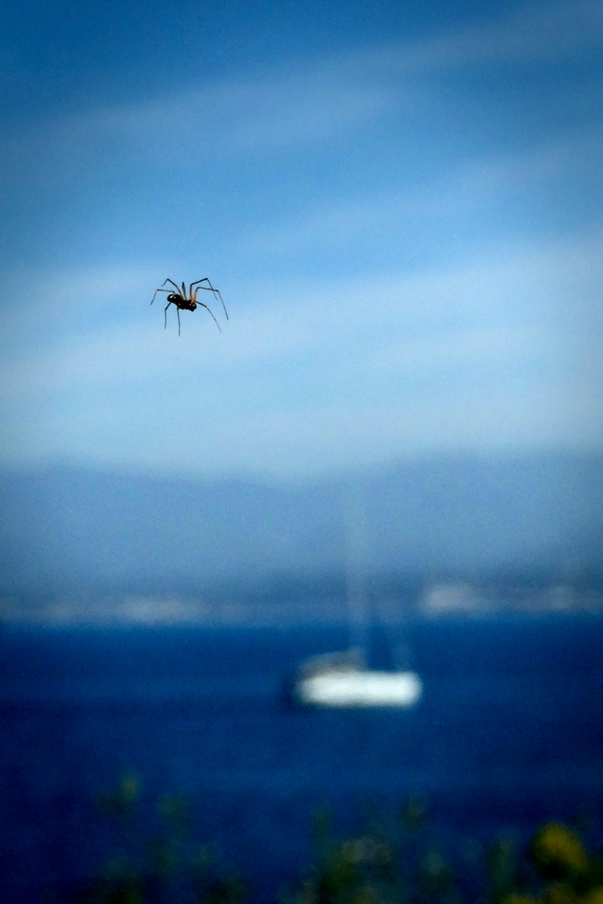 Il ragno predatore di barche