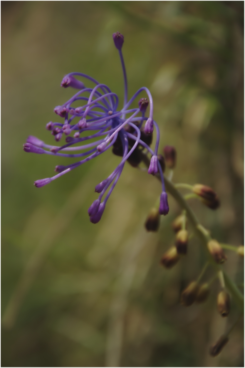 Come si chiama questo fiore?
