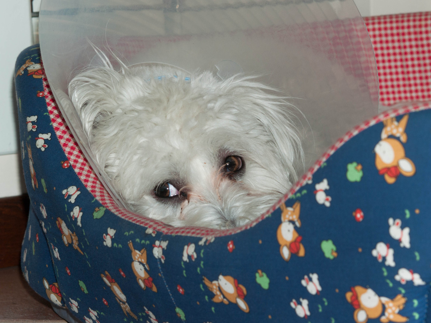 Niente scherzi!!! ti vedo