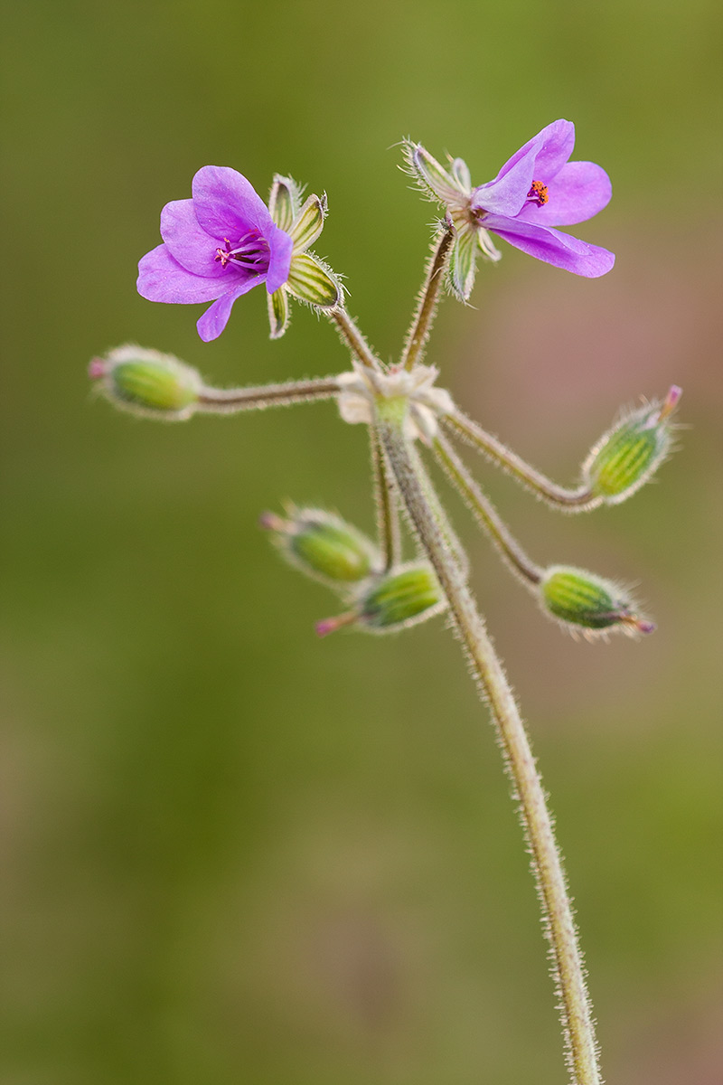 Erodium