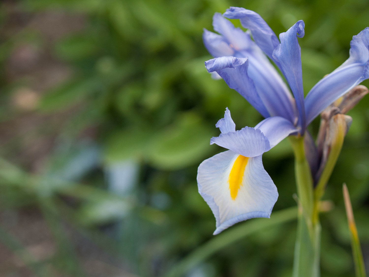 prova fiore con flash