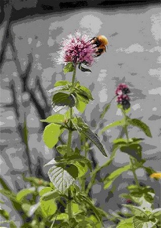 L'impollinatura.  Copyright 2003  Fiumana Carlo