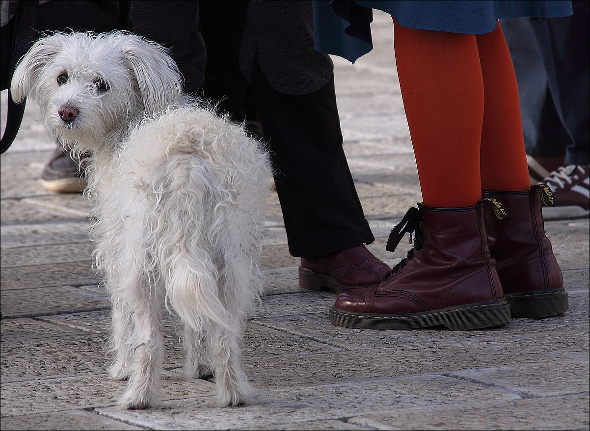 Cane bianco...calze arancio