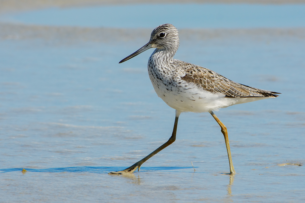 Pantana (Tringa nebularia)