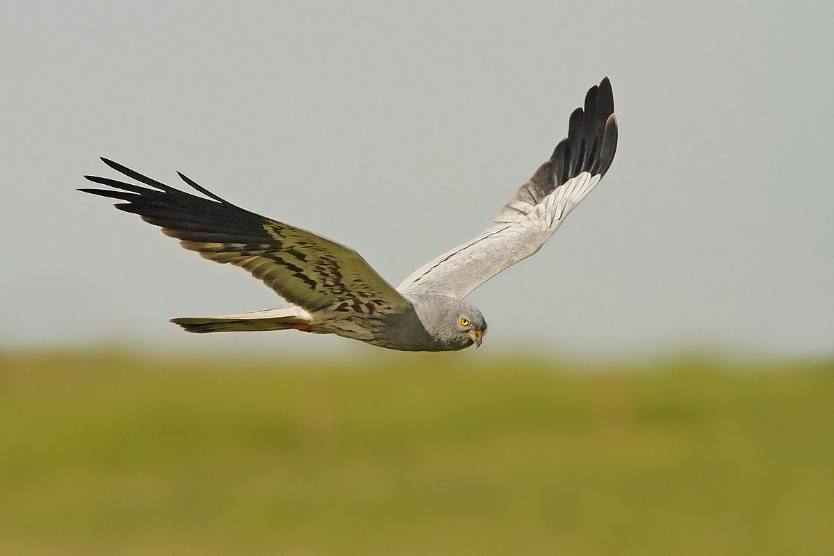 Albanella minore (maschio)