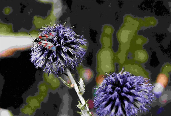 L'insetto e il fiore.  Copyright 2003  Fiumana Carlo