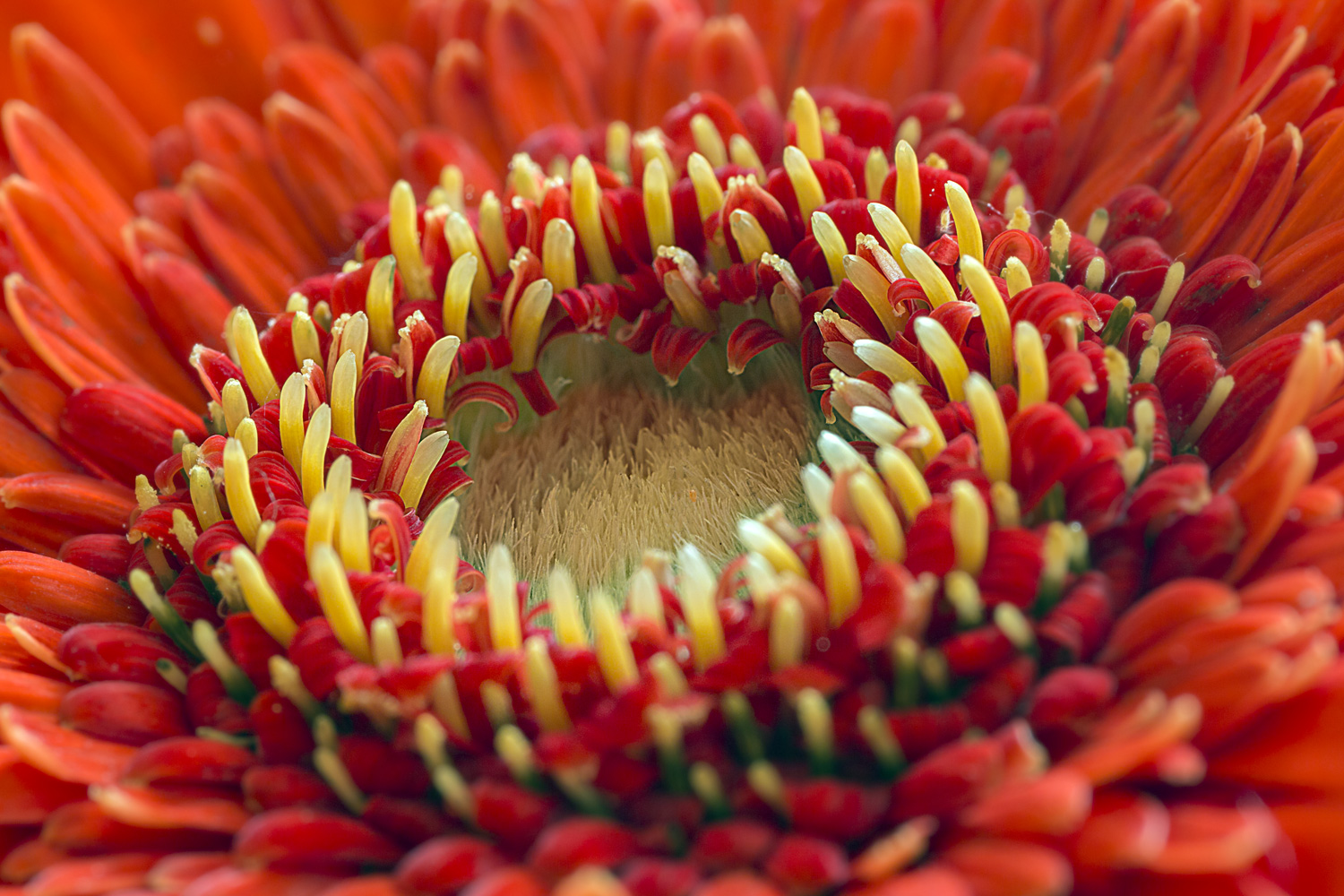 al centro del fiore...