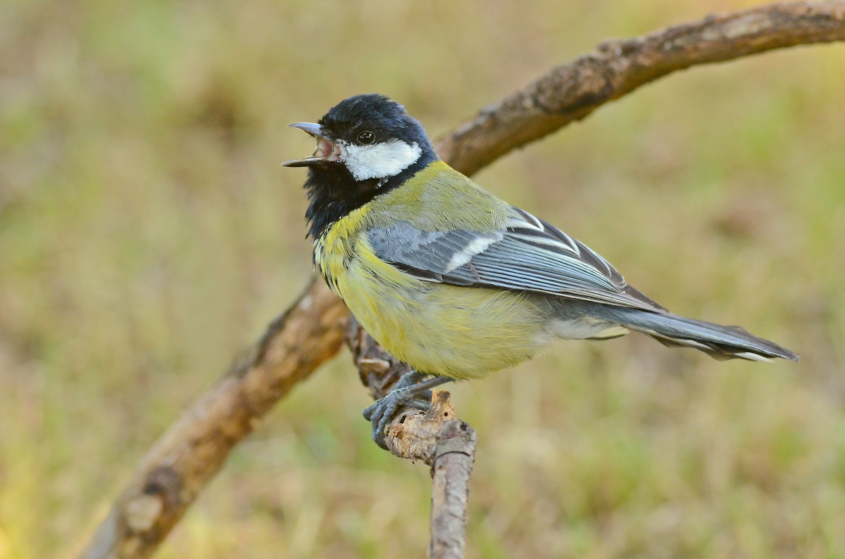 Il richiamo della cincia innamorata