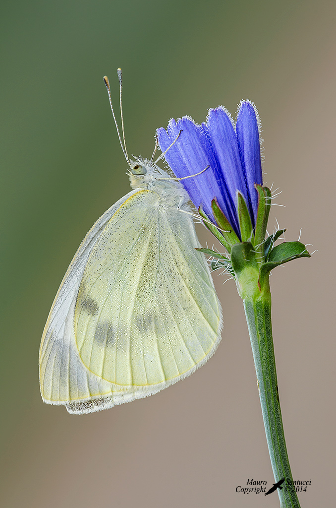 Pieris-brassicae-(Cavolaia-maggiore)