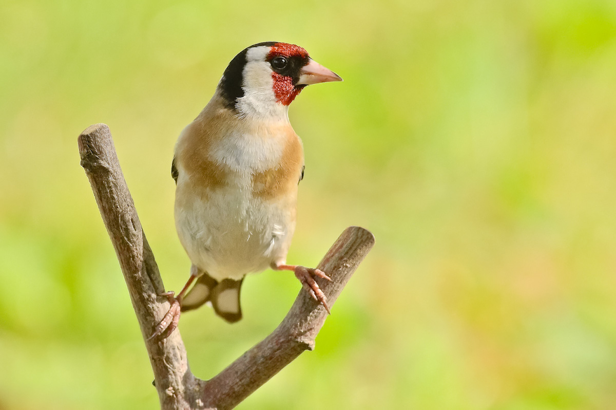Cardellino in divaricata