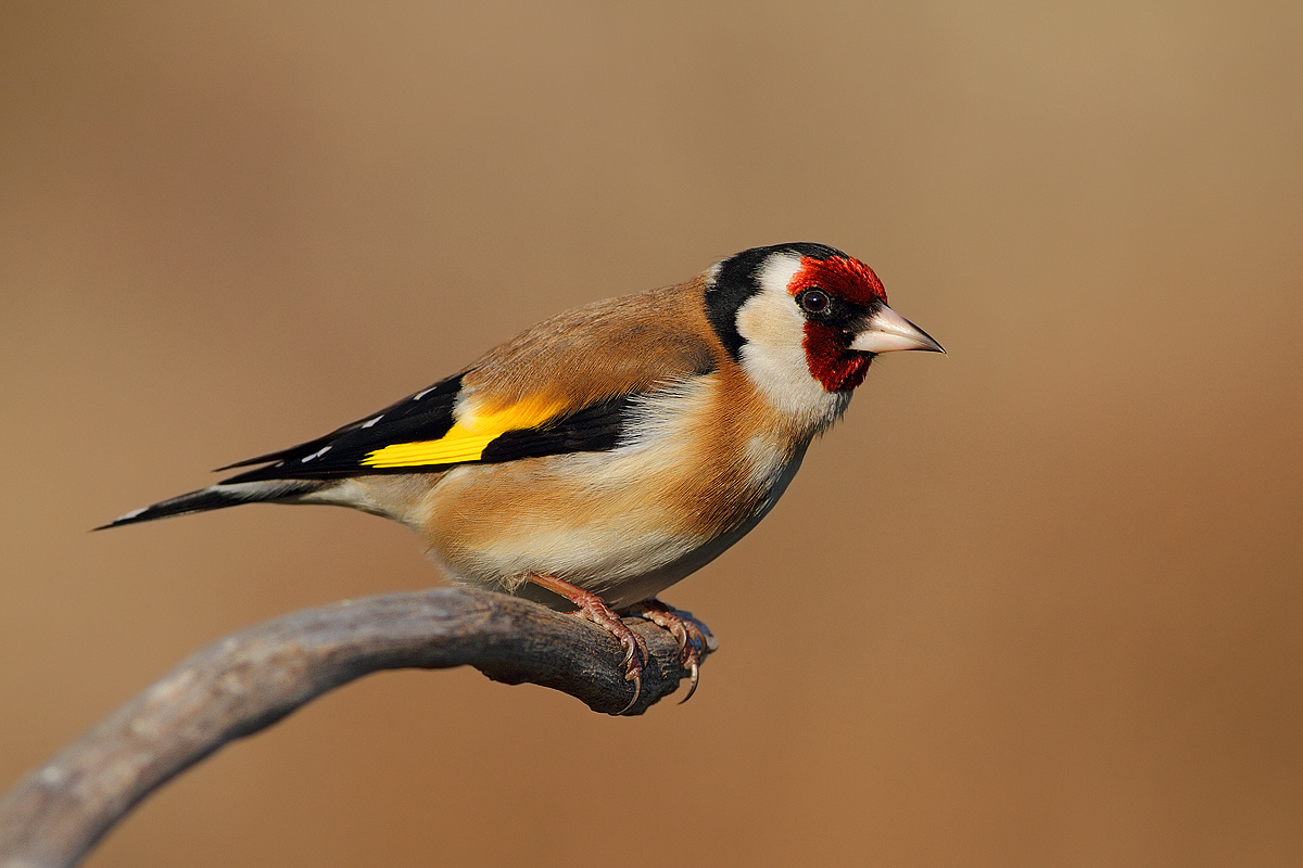 Cardellino in posa........