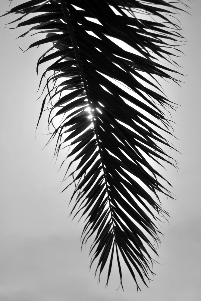 Foglia di palma in controluce