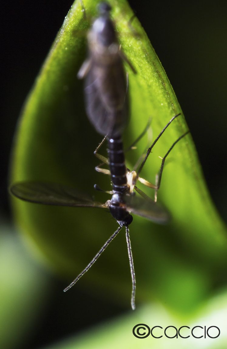 Amiamoci cos� nel sottobosco