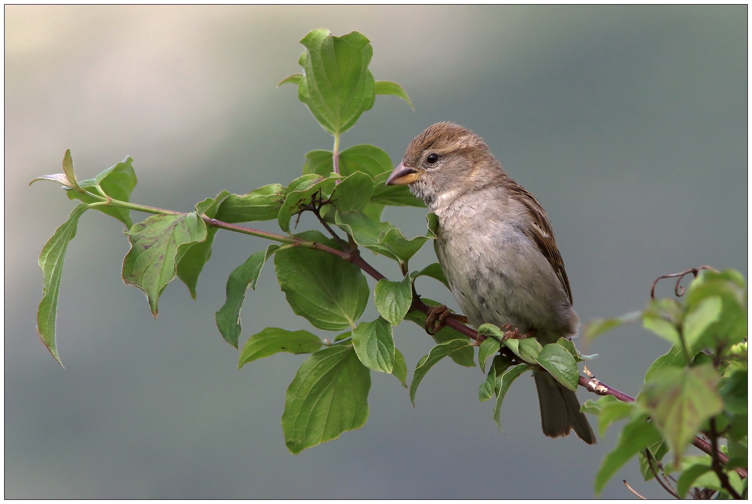 Passer domesticus.... femmina