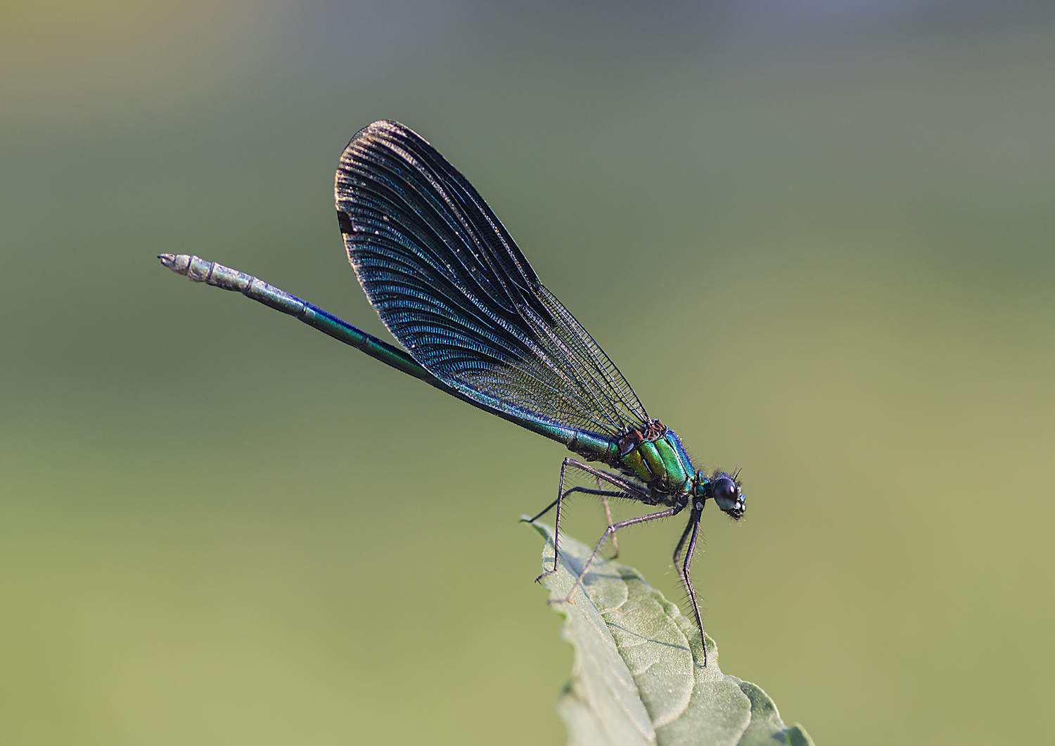 Damigella  ( corretto il nome dopo segnalazione )