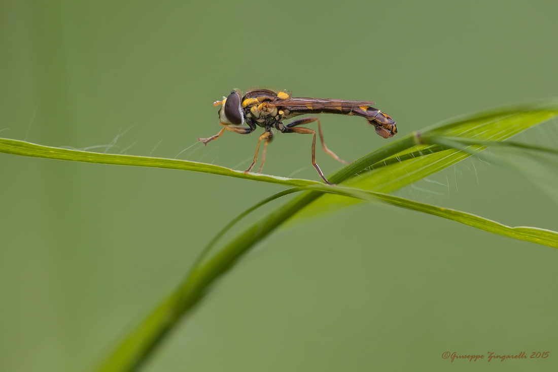 In  un campo di grano...
