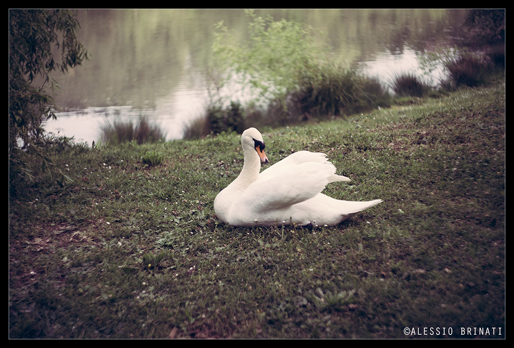 Il Riposo del Principe