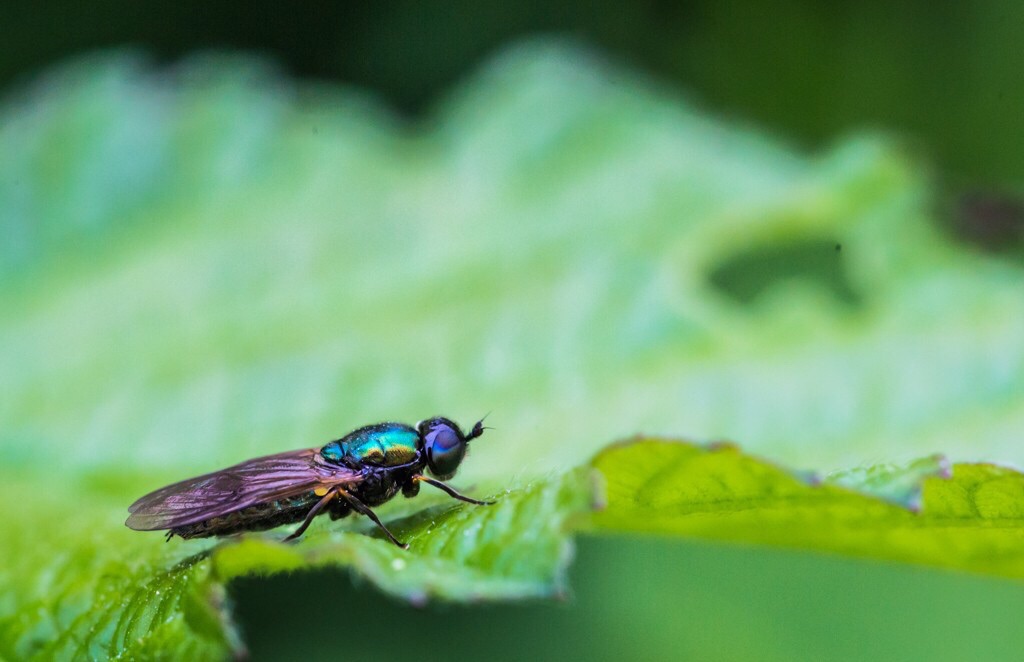 Prime prove di macro