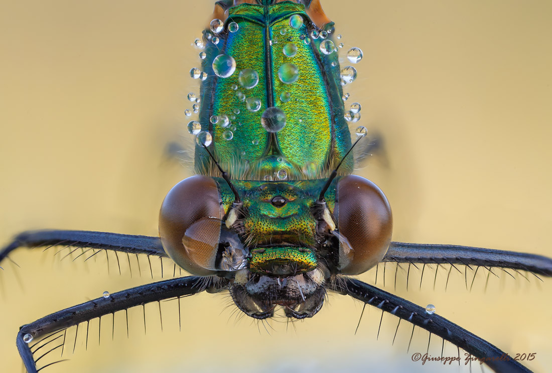 Incontro ravvicinato ... "Calopteryx splendens"