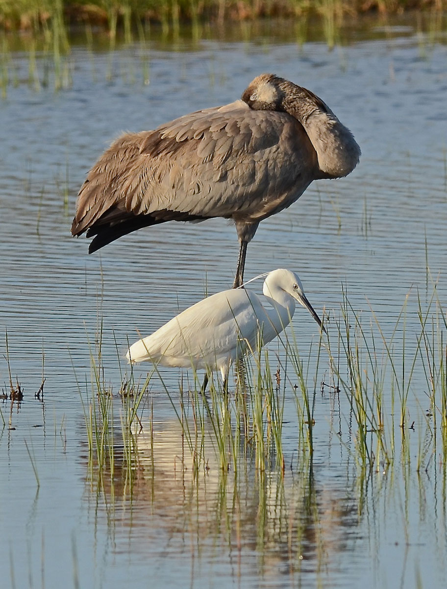Io, Chiara e Lo Scuro