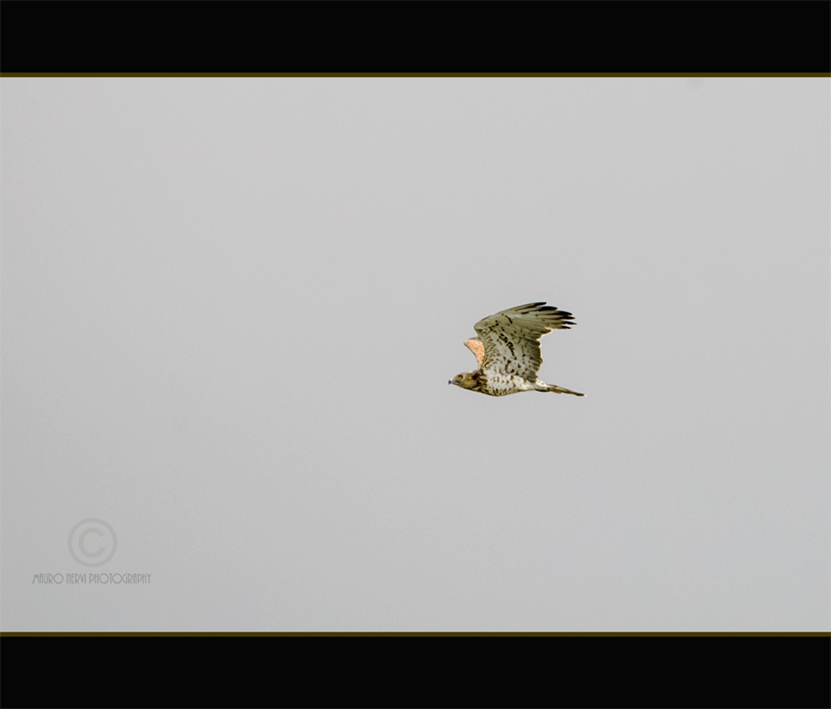 Biancone; Circaetus gallicus; Short-toed Eagle