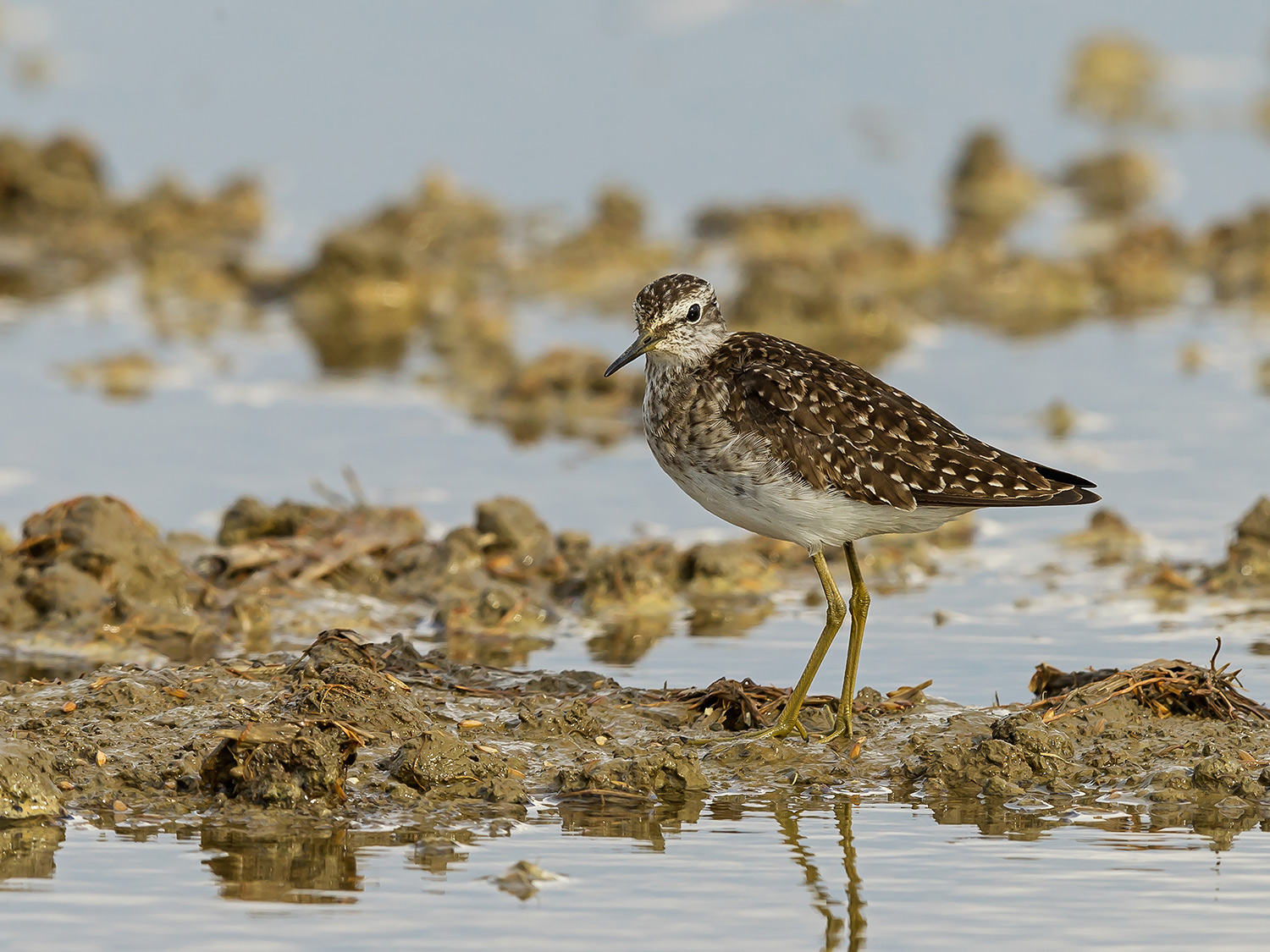 Piro Piro Boschereccio