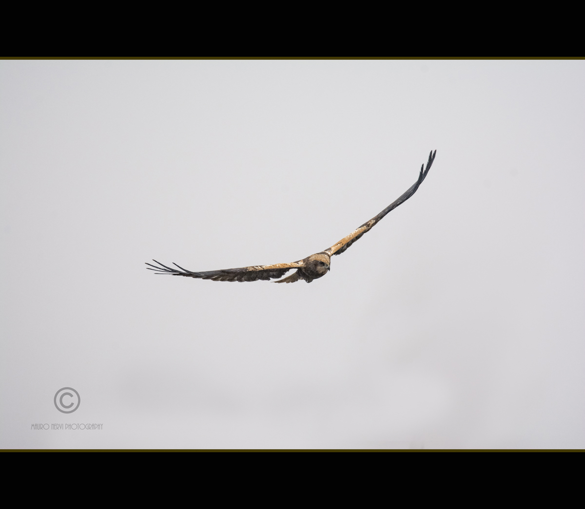 Falco di palude, Circus aeruginosus, Marsh Harrier