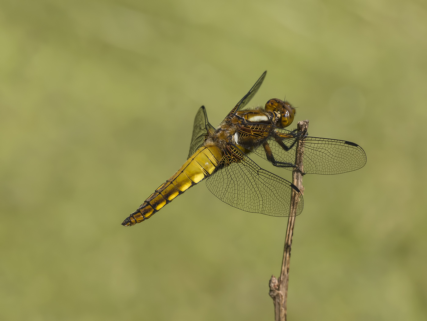 libellula depressa