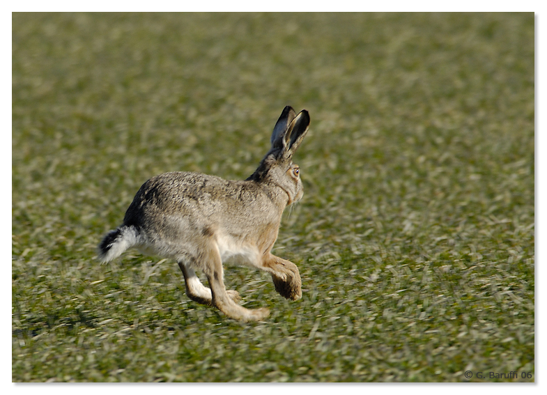 Non vola, oddio, magari vola basso!!!
