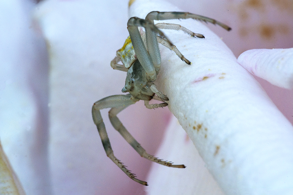 il killer delle mie rose